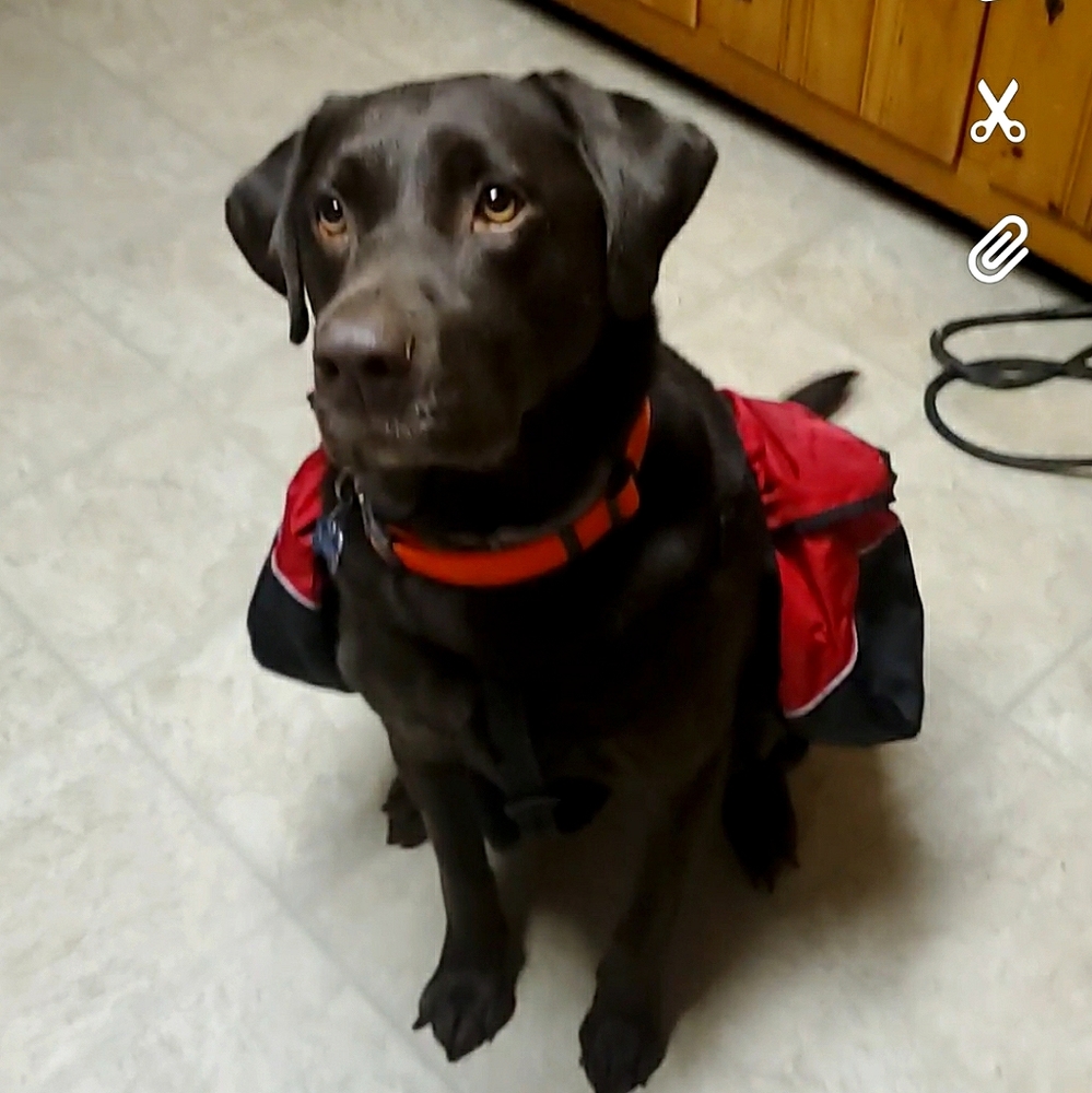 RUFFWEAR - Dog Backpack / Saddlebag - Large